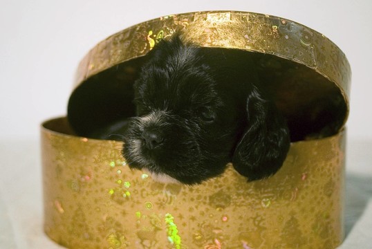 狗是為了生活，而不是為了圣誕節(jié)。