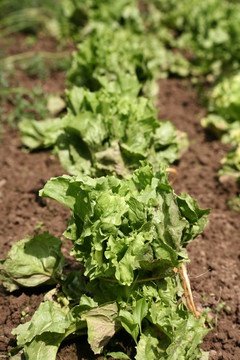 salatanbau
