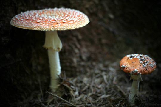 紅白色