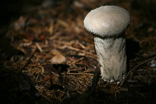 flaschenbovist