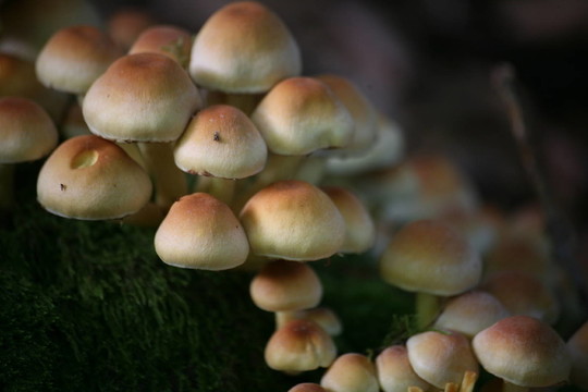 Hypholoma