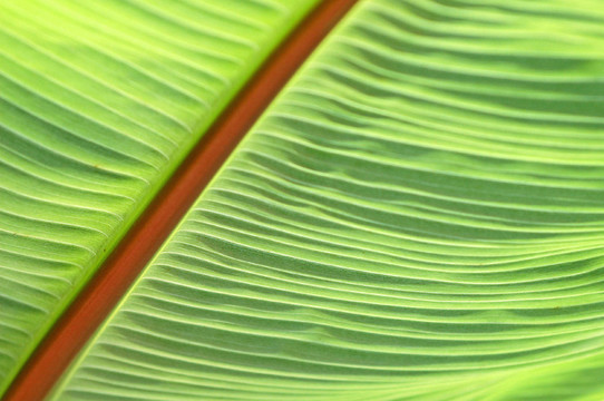 青香蕉