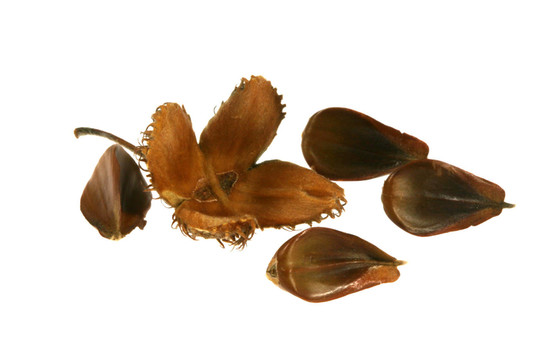 山毛櫸堅(jiān)果