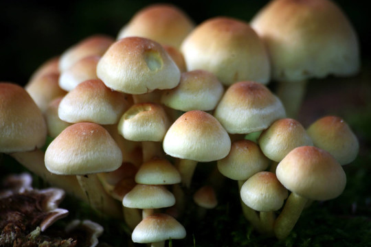 Hypholoma