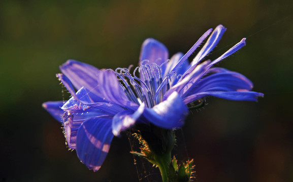 藍(lán)色的光芒