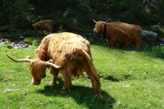 El Toro