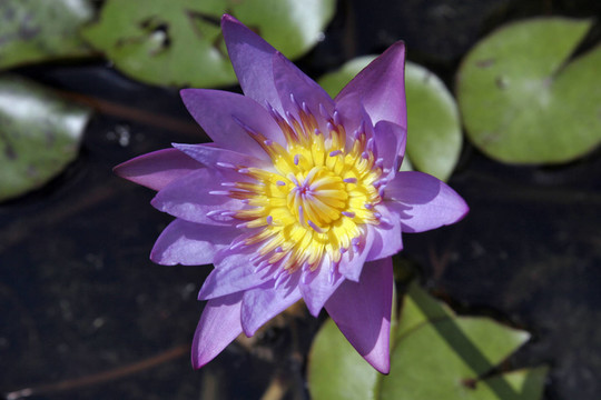 蓮花3