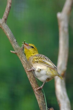 織布鳥（Ploceidae）II