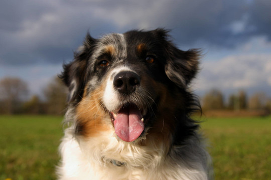 澳大利亞牧羊犬