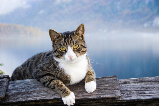 動物