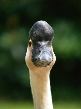 H的肖像？ckergans