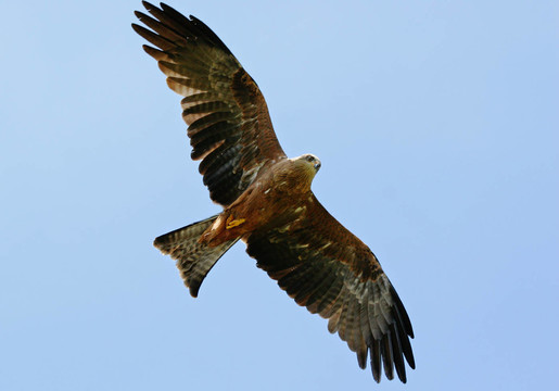 eaglebussard飛行