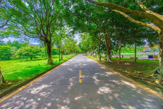 惠州學(xué)院校園綠蔭道路