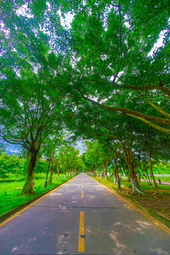 惠州學(xué)院校園綠蔭道路