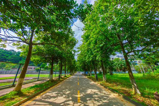 惠州學(xué)院校園綠蔭道路