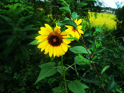 向陽(yáng)花