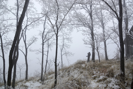 樹(shù)林霧景