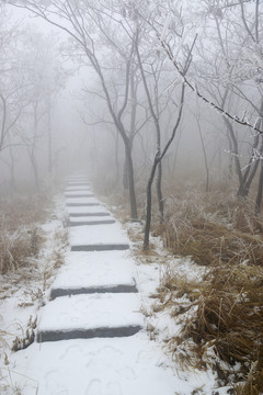 霧中樹(shù)林