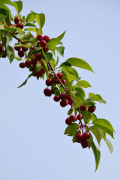 海棠果 紅果