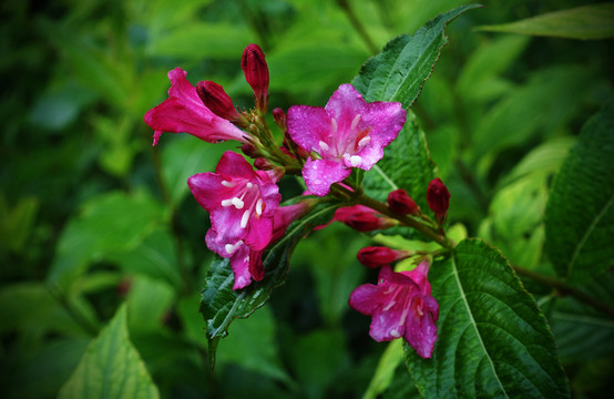 錦帶花 五色海棠