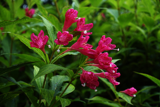 錦帶花 五色海棠