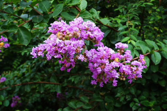 紫薇花