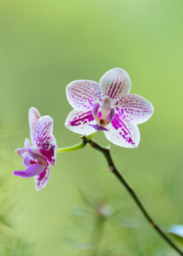 小花特寫(xiě)