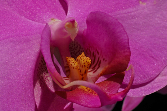 野生蘭花