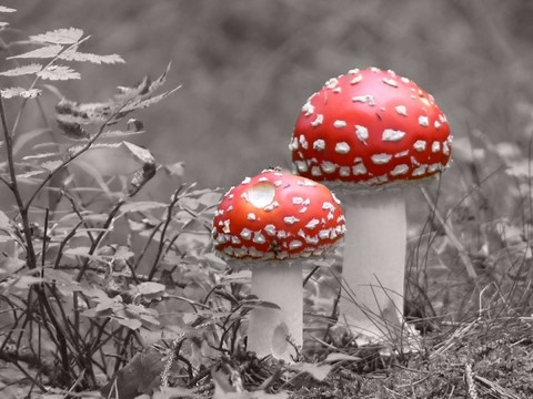兩個小矮人站在樹林里
