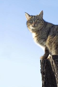 katzenportrait II