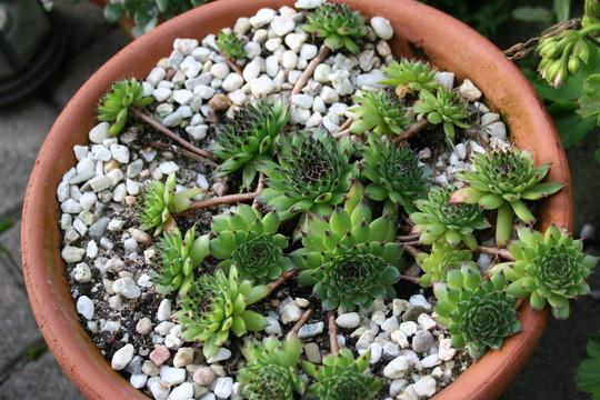 花園