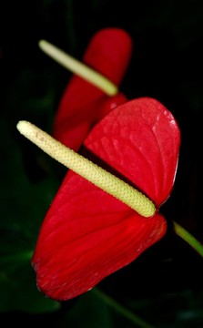 紅掌