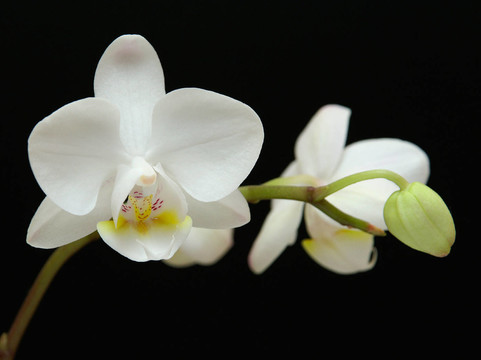 白蘭花