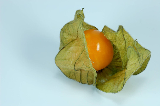 酸漿（III）