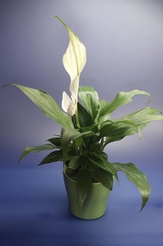 topfblume
