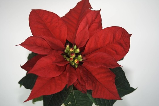 christstern