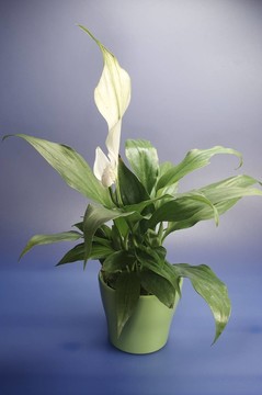 topfblume