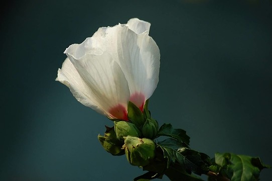 木槿
