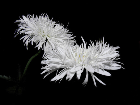 白色的雛菊