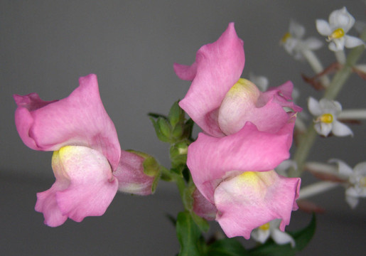 花園