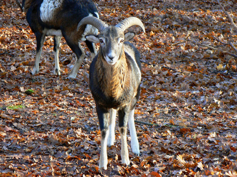 年輕的mufflon（ovis gmelini musimon）1