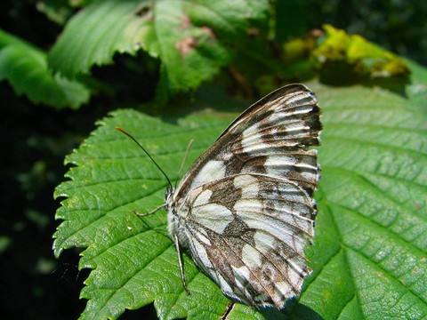 schachbrettfalter