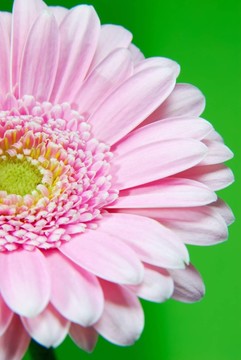粉色非洲菊
