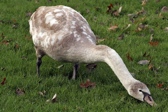 schwan01