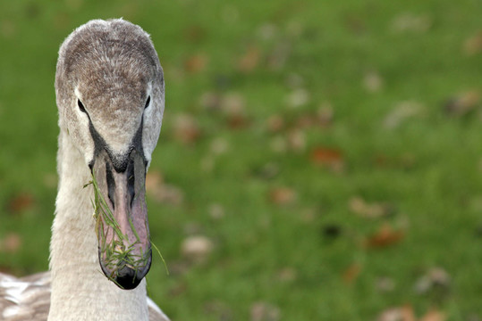 schwan03
