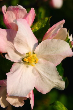 蘋果花