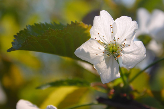 櫻花