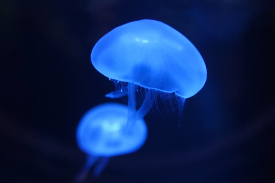 水母
