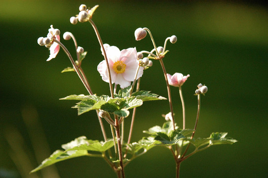 herbstanemone