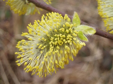 palmk開花嗎？tzchen